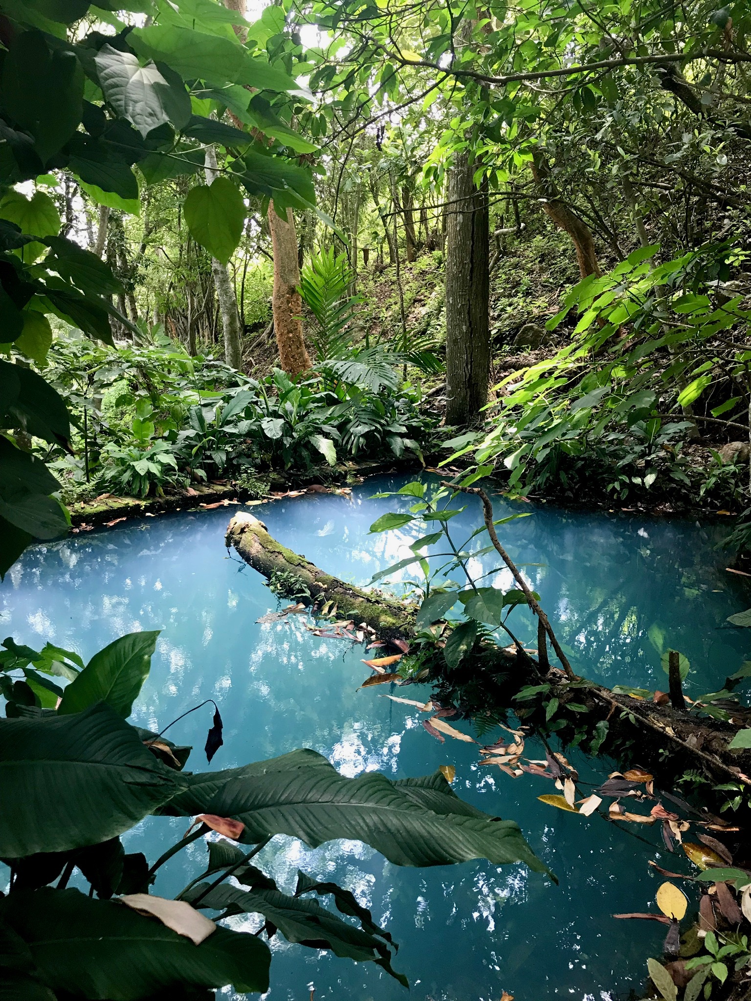Natural turquoise spring surrounded by protected forest at Finca Argelia